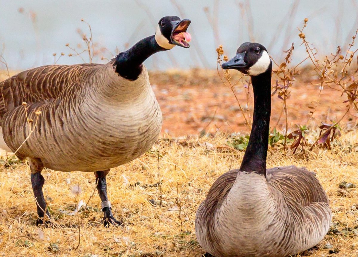 OKWildlifeDept's tweet image. I bet whoever coined the phrase &quot;silly goose&quot; never actually met one before