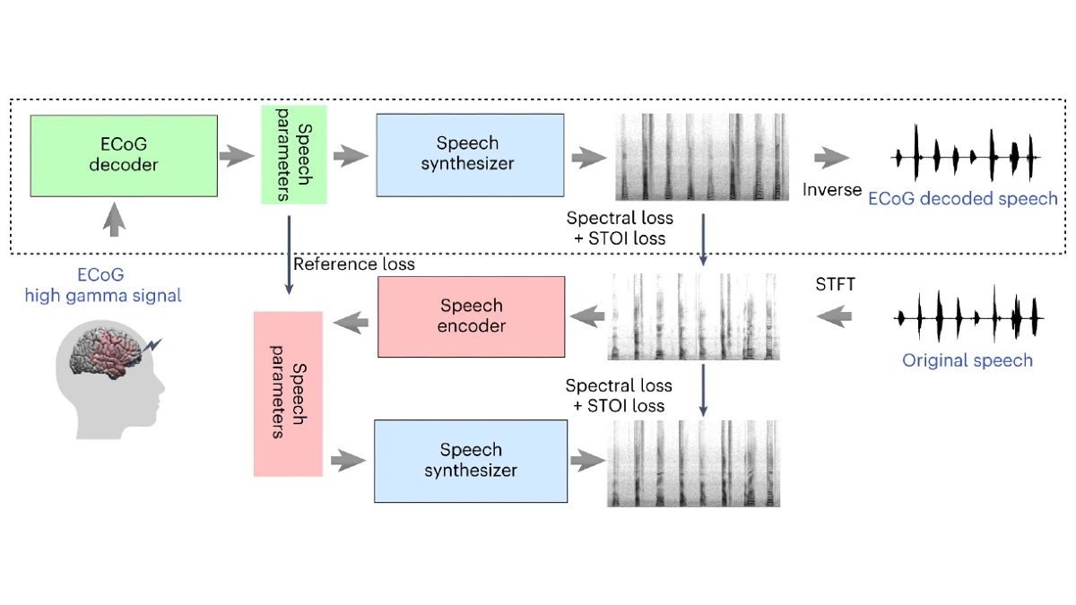 New #research alert! @NatMachIntell has a paper presenting a novel #DeepLearning-based neural speech decoding framework. It uses a decoder translating #ECoG signals from the cortex into interpretable speech parameters, along with a speech synthesizer: go.nature.com/4armge5 #BCI