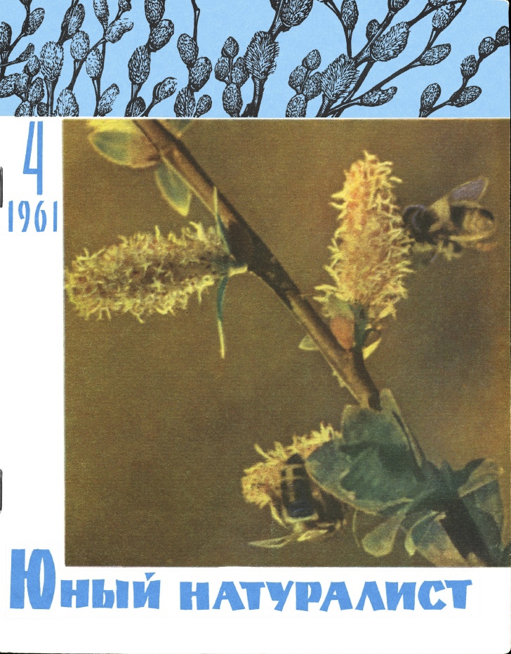 Cover of the Young Naturalist (April 1961)