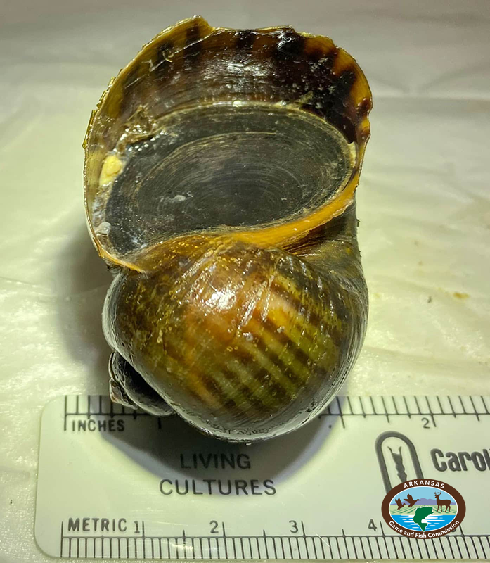 AGFC discovers invasive apple snails in live crawfish shipments LITTLE ROCK — The Arkansas Game and Fish Commission needs the public’s help in preventing the spread of giant apple snails, an invasive aquatic species native to South America, recently ...bit.ly/4akHoml