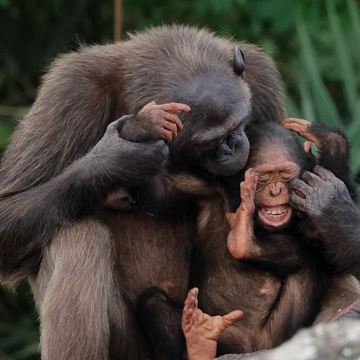 Tickle time! 🙊 Chimpanzees can communicate and tease each other through tickling. This causes chimpanzees to laugh, meaning that tickling may be the evolutionary root of human laughter as well as our sense of humour. #EarthCapture by Ramesh S. Krishnamurthy via Instagram