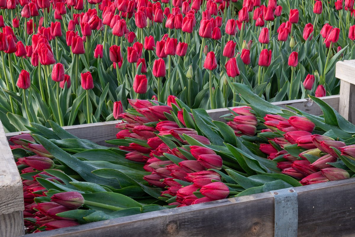 Tulip harvest in the Skagit Valley of Washington state.