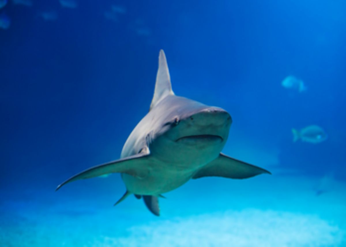 Rule your market with a blue ocean strategy that sidesteps your competitor sharks | by @orgSource buff.ly/496B3tl #associationmanagement #associations #professionaldevelopment