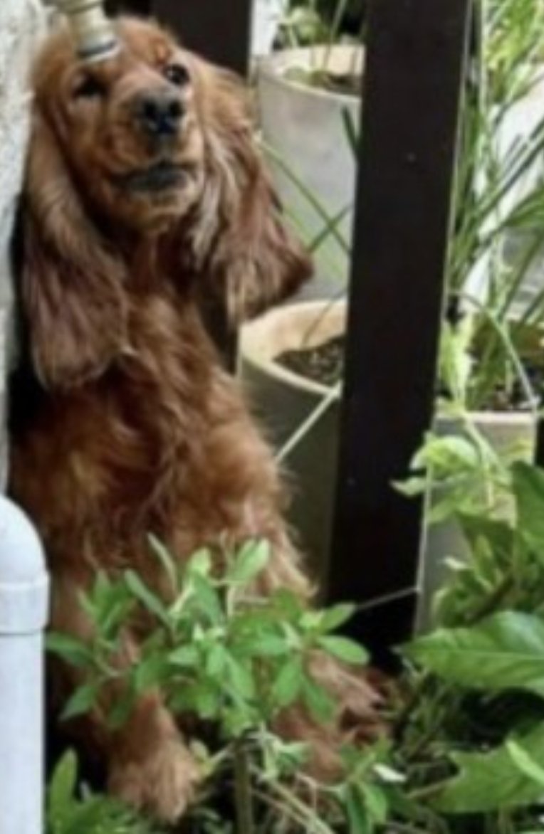 #SpanielHour Female #CockerSpaniel Red #Found 07 Apr 2024 #Ashton #Northampton NN7 Towcester Veterinary Centre 01327 350239 doglost.co.uk/dog-blog.php?d…