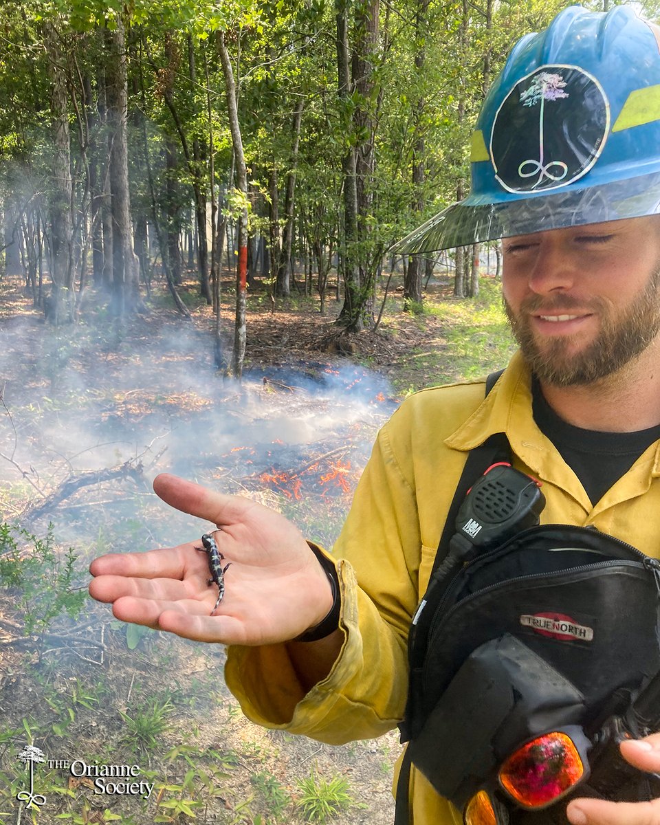 OrianneSociety's tweet photo. The Orianne Society burn team has been busy this season! Here are some of the photogenic reptiles and amphibians that they've stopped to admire and relocate from the fire line.
#OrianneSociety #goodfire #prescribedfire #longleafpine #rxburn #burnboss #driptorch #conservation https://t.co/9YFlu0tSrK