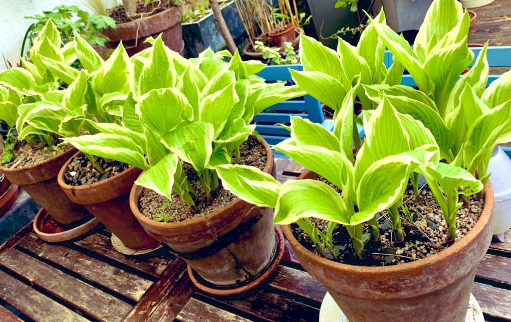 @GWandShows @Plantheritage Many congratulations to Richard & Sue Proctor for being awarded National Collection status for their hostas. Like many of us, they're bonkers about hostas. These are just a few of my beloved collection of hostas 🤩 #Hosta #GardenersWorld #GardeningX #allotment