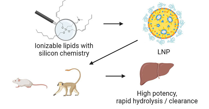 acsnano's tweet photo. A rational design strategy for #ionizable lipid degradability that relies on nonenzymatic #hydrolysis, leading to a controlled and highly efficient lipid clearance profile.
Read more in this #OpenAccess article: https://t.co/4h0SwhYHBa https://t.co/pOTwIDueyB