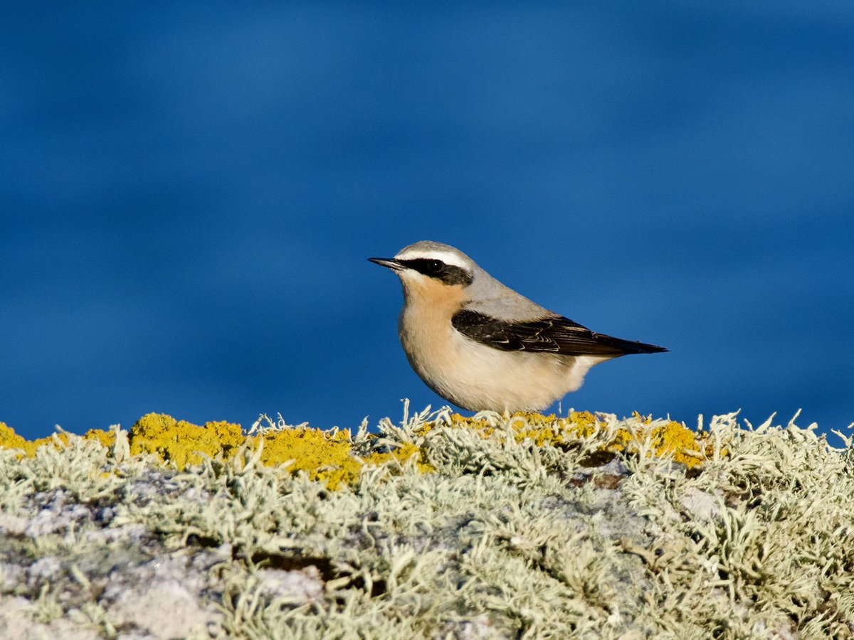 Another bird on a Lichen-covered rock. A lovely male #Wheatear at HorsePoint yesterday #StAgnes Managed to scratch out some spring migrants with Gropper, TreePipit, CommonSand & ReedWarbler over the last few days and nice to catch up briefly with @stagnesnature @IWTScilly & Higgo