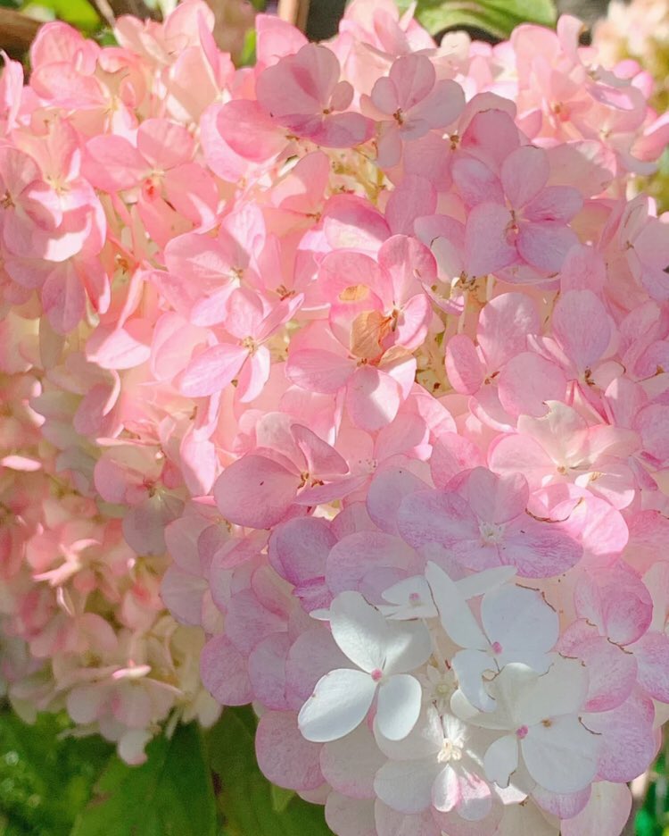 strawberry vanilla hydrangea