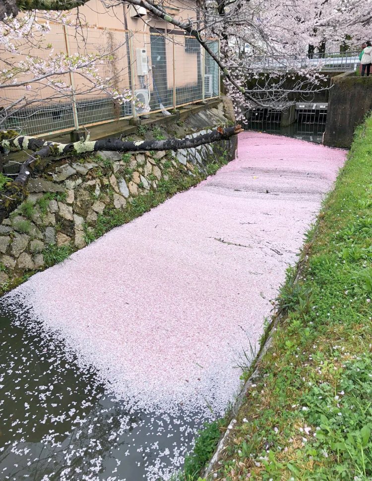 lake covered with cherry blossom petals