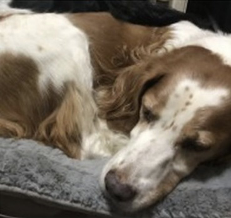 #SpanielHour SEVE was let out for a wee 7/3/22 & vanished Male #Brittany adult Chipped/neutered/tattooed also tagged SO IF HE WAS FOUND HE SHOULD OF BEEN RETURNED Did someone take him that night? Ginger&white DOCKED #Woodingdean #BN2 doglost.co.uk/dog-blog.php?d…