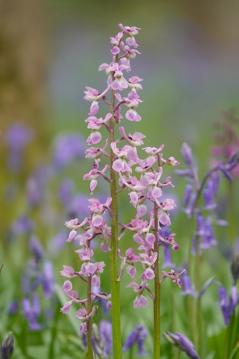 A dreamy, pale pink variant of Early Purple Orchid (Orchis mascula) amongst the Bluebells near Gatwick airport this afternoon.