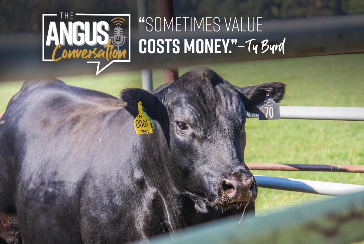 Don’t tell Ty Byrd, Red Bluff, Calif., that it’s impossible to have structurally sound, high-performing cows produce calves that will grade Prime.

Byrd and his father, Dan, join #TheAngusConversation: angusjournal.net/post/californi…