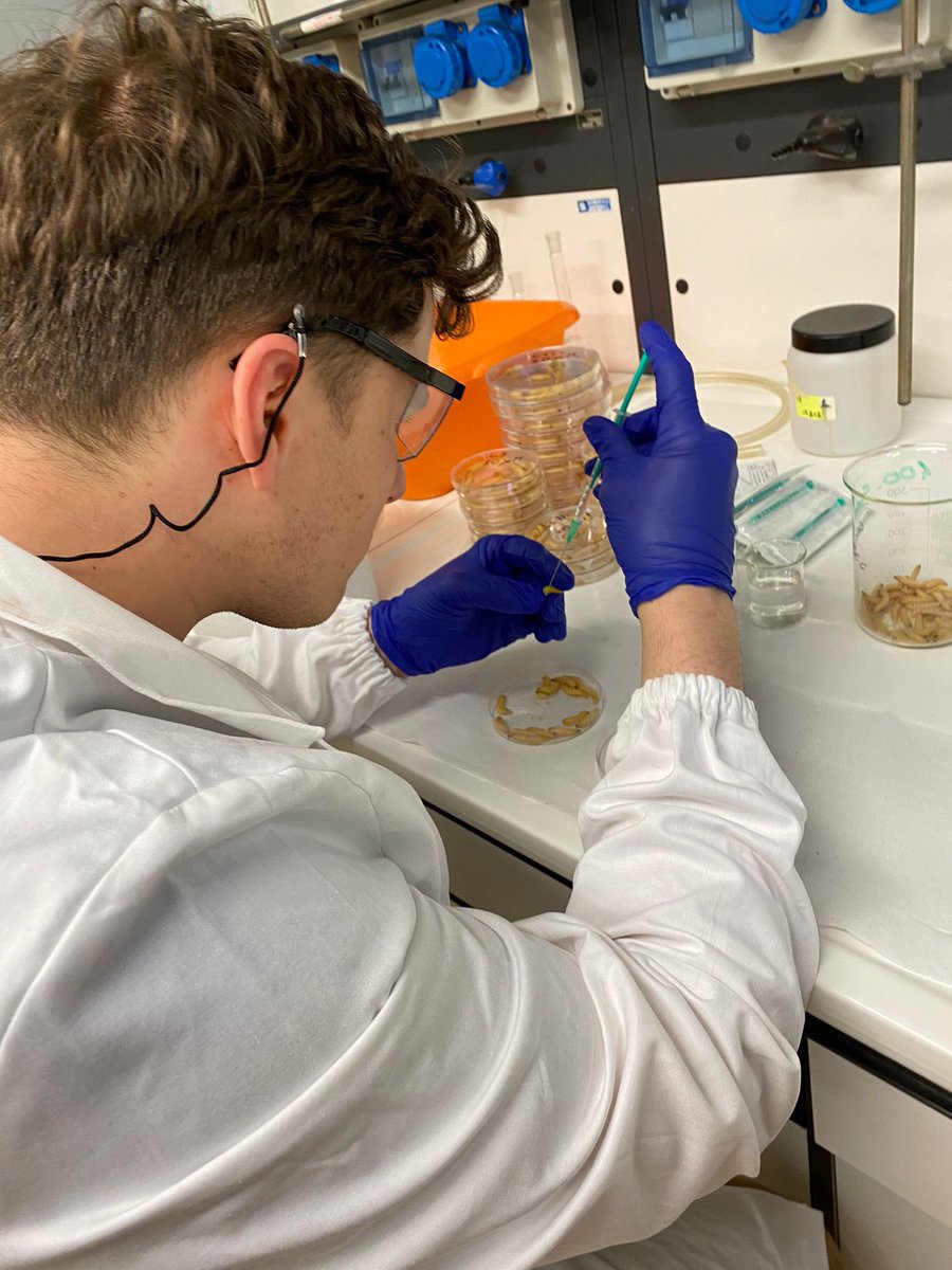 Beware of <a href="/DDallatomasina/">Diego Dallatomasina</a> if you are a #Galleriamellonella

#invivo #bioinorganicchemistry