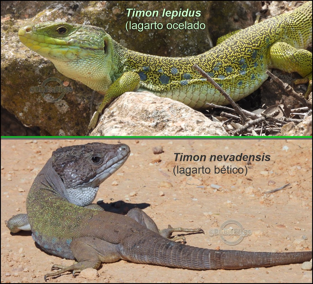¿Conoces a los DOS grandes lagartos de la Península Ibérica? 😍😍 El primero de amplia distribución y el segundo más restringido al sureste-levante. #fauna #reptiles