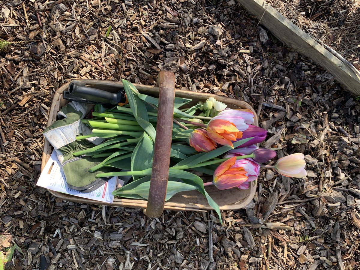 Another bright morning in Brighton & a glorious romp around the allotment. Life affirming I feel with added tulips.