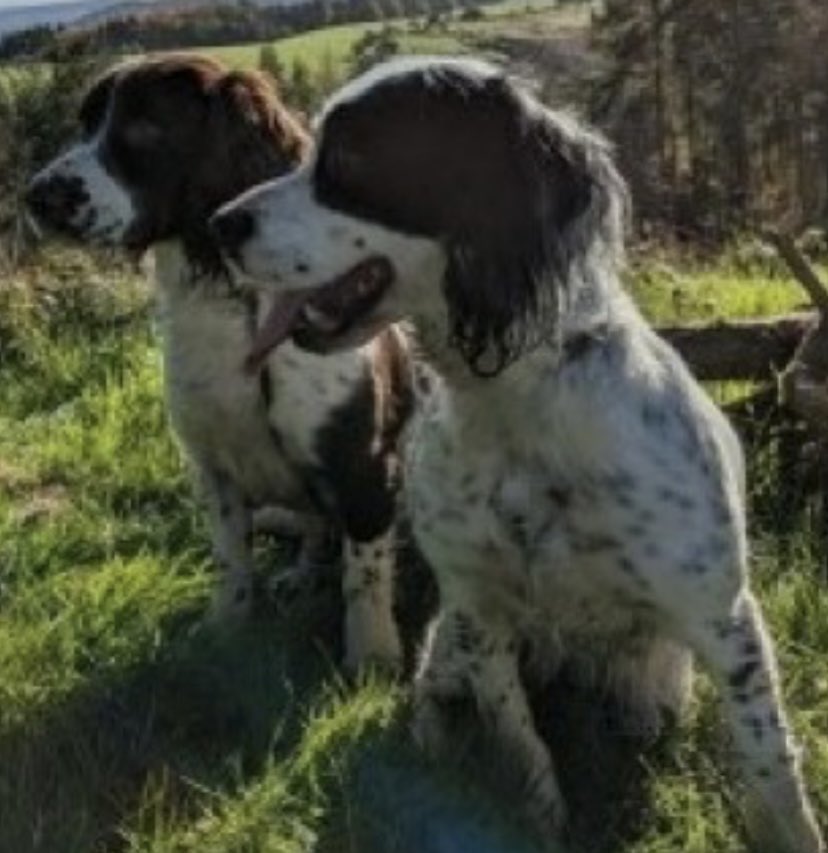 #SpanielHour 2 #Sprockers missing from their home #Lydbury North #SY7 18/3/24 BELL female/adult black&white/docked tail, pink edge to right eye doglost.co.uk/dog-blog.php?d… SAM male/young adult liver&white / small scar right eyelid from entroplan doglost.co.uk/dog-blog.php?d… CHIPPED