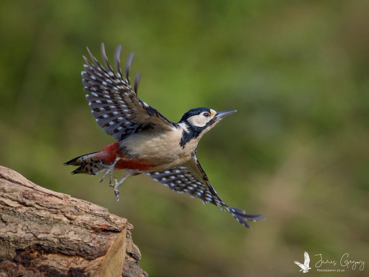 Great Spotted Woodpecker (Methley Leeds Uk) #SonyAlpha #BirdsSeenIn2024 #thebritishwildlife #TwitterNatureCommunity @Natures_Voice