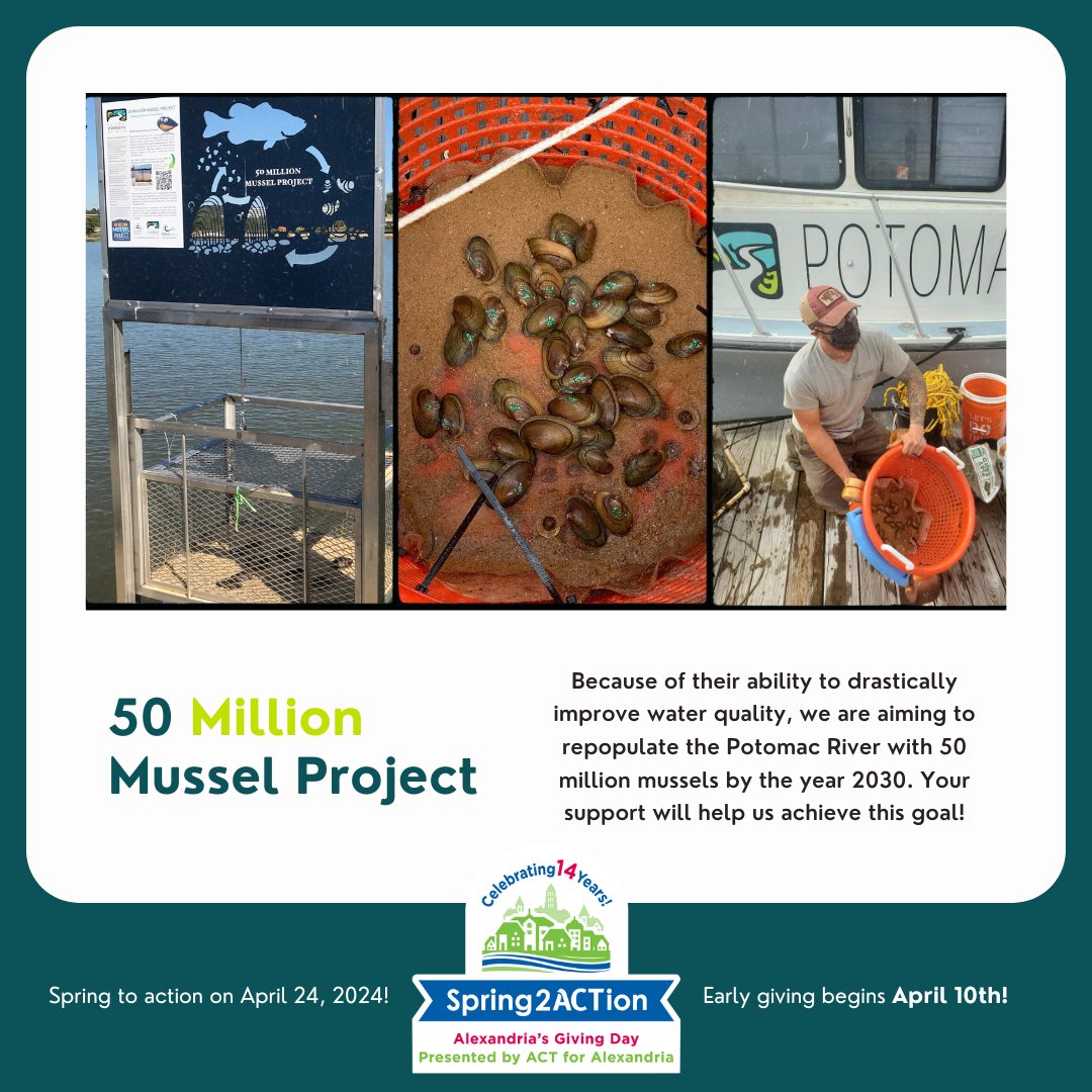 The City of Alexandria agreed as part of their 2022 settlement for a Clean Water Act violation to allocate $300,000 for mussel restoration in the Potomac River. Donate this giving day, April 24th, to help us achieve more success stories like this! Link: ow.ly/oPsx50RbFZ0
