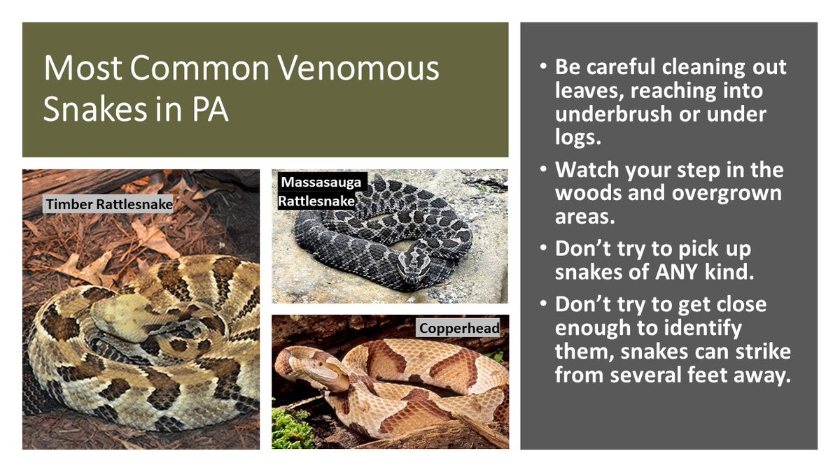 🐍Snake bite prevention is serious business! 
Keep yourself & your pets safe by learning essential safety tips: stay away from heavy brush, inspect areas before entering, wear protective clothing and stay alert! #PoisonPrevention

Questions? Call #PPC at 1-800-222-1222 #MrYuk