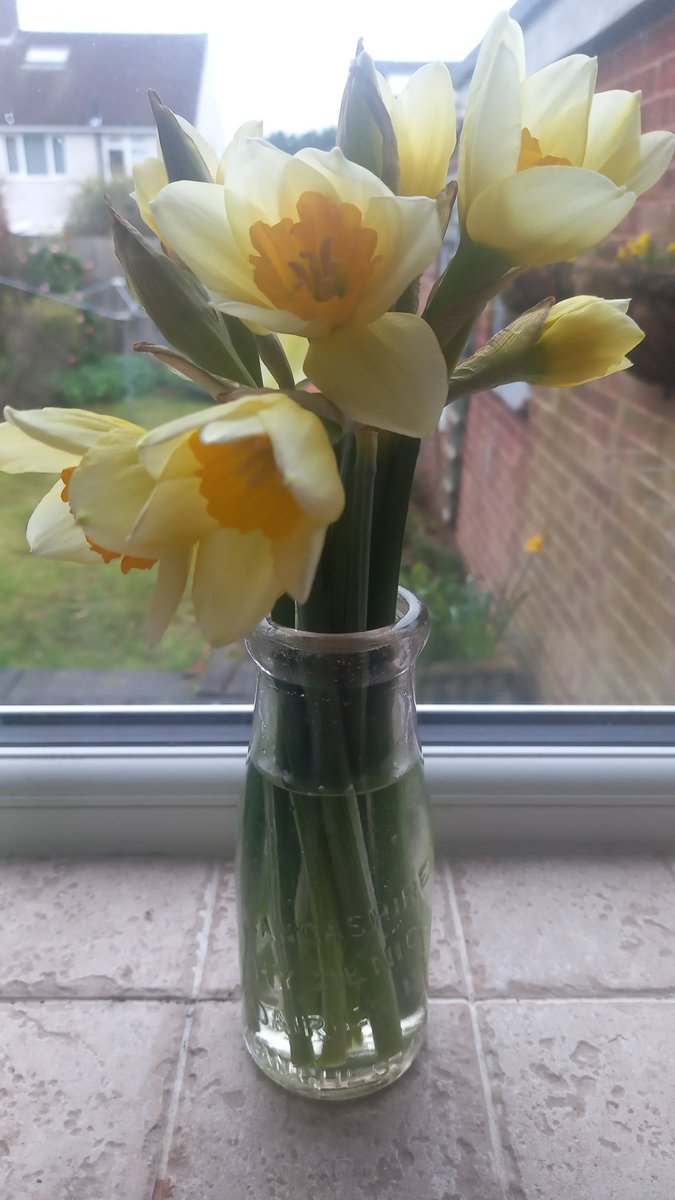 Daffodils always brighten up a rainy day