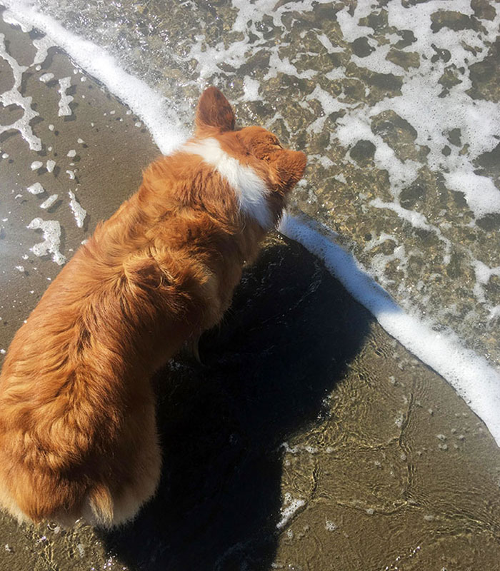 25. Dog's white stripe perfectly lines up with the water's edge