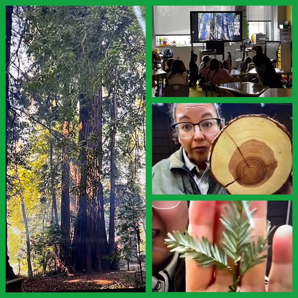 Did you know California Redwoods use 500 gal of water each day? Our 2nd graders do! We had the pleasure of virtually visiting Henry Cowell Redwood State Park in the Santa Cruz Mountains. Take Ss all around the 🌎 using virtual field trips to create equitable learning experiences!