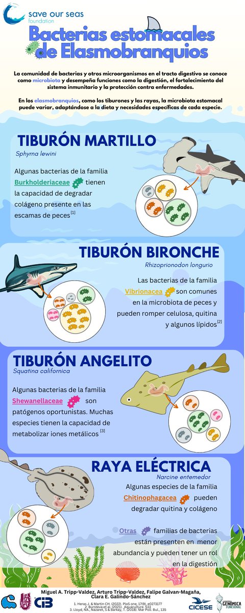 GenomFuncCicese's tweet photo. Conoce más acerca de la microbiota estomacal de los elasmobranquios con la siguiente infografía / Learn more about the stomach microbiota of elasmobranchs with the following infographic 🦈🦠🧬 https://t.co/n9DO3DUEFi