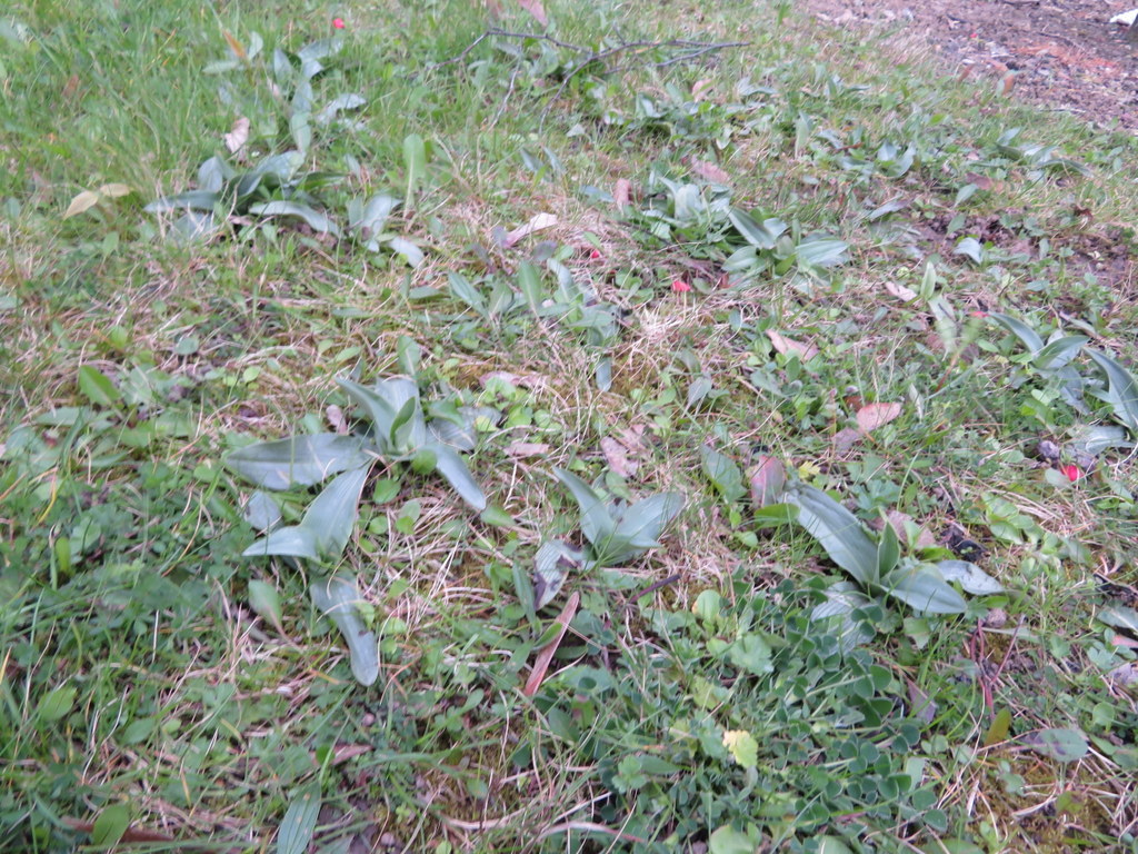 Also walked past a large patch of Bee Orchid rosettes on a traffic island in the middle of Middlesbrough. 25 years ago we were thrilled to see just one (1) sad and wizened plant in M'bro; now we have this!