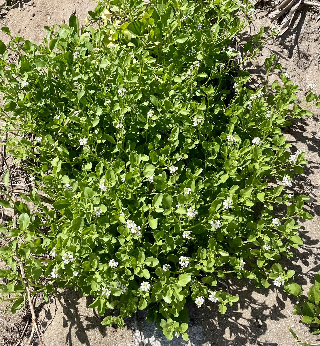 Wednesday Afternoon coffee😘☀️☕️☀️🌊This plant is Watercress, growing wild on the beach🍃Did someone have it on a sandwich, dropped it in the sand? Lovely😘☀️🌊Hope everyone is have a great day😘☀️💙☮️💙💪🏻