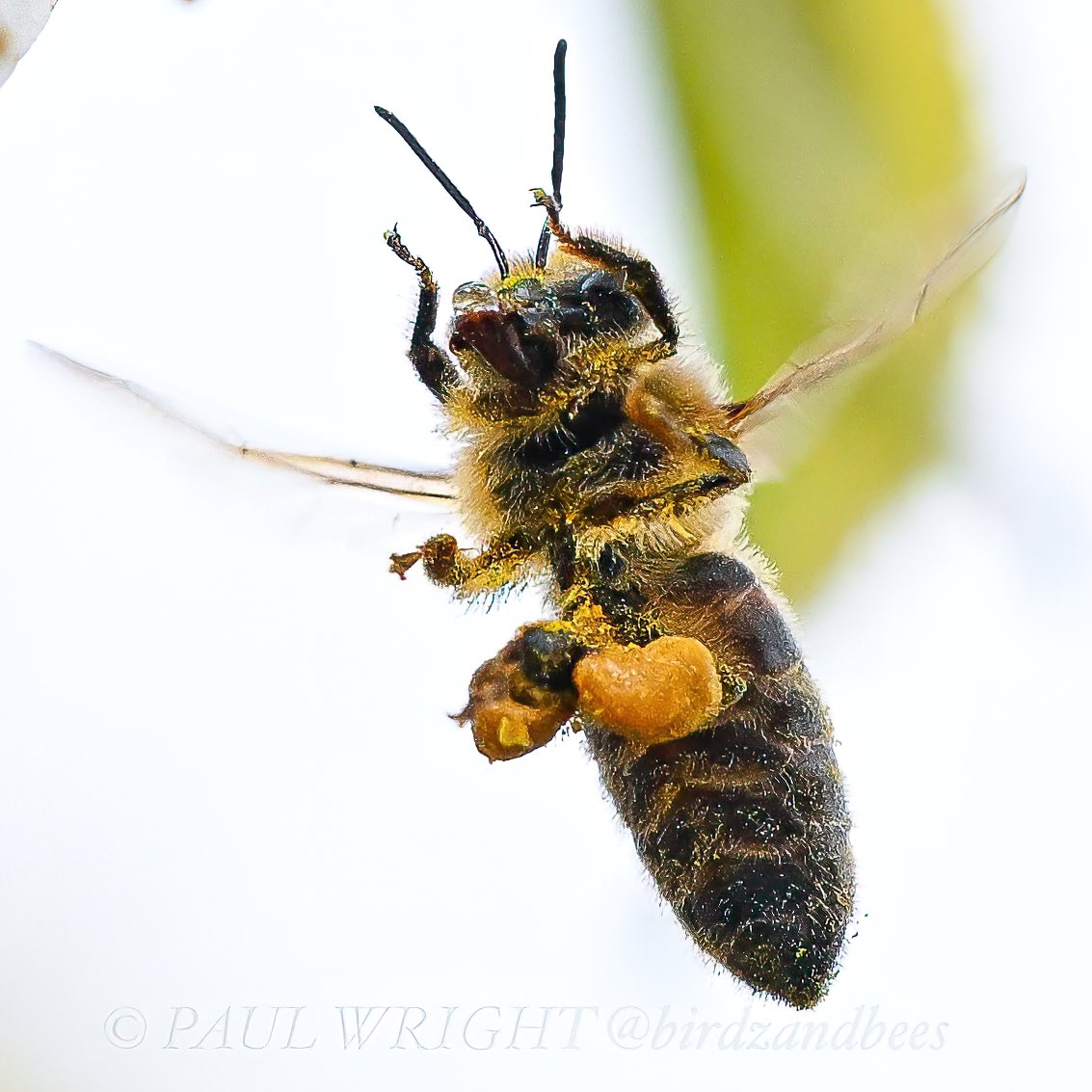 So annoyed with myself for messing up what would have probably been my favourite shot of all time by accidentally leaving my camera on which then changed my settings for raw to small jpeg and losing loads of fine details of the underside of the bee with nectar. 🥲 but we learn 🤞🏾