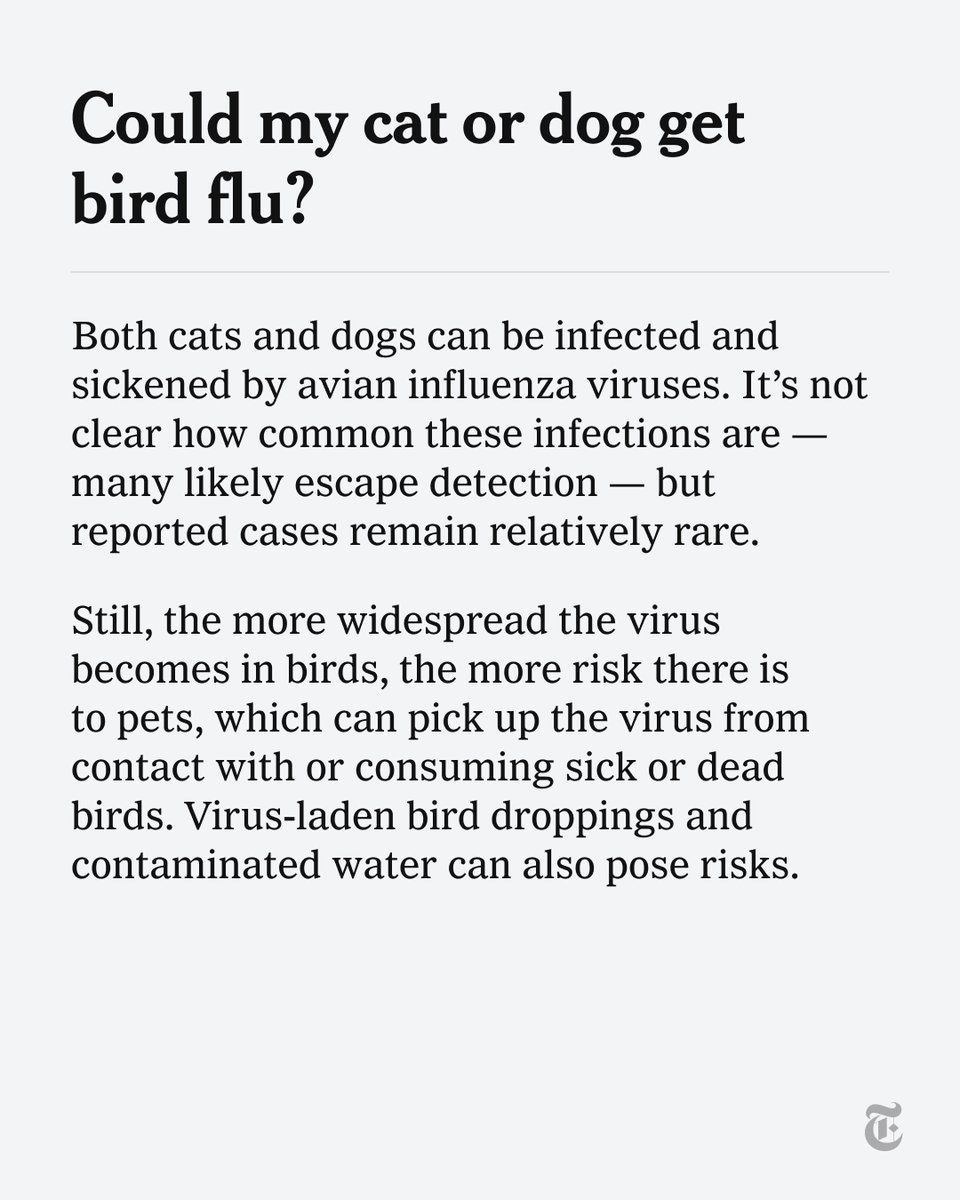 A highly pathogenic bird flu virus, which is often fatal in birds, has been detected in U.S. cattle for the first time. Here’s what to know about the flu, including why experts recommend that pet owners keep their animals away from wild birds. nyti.ms/3xwOrtG