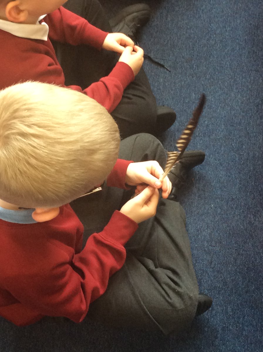 Year 2 children had a special visitor today who came to tell the children all about peregrine birds. The children learnt lots of information, got to handle feathers and see pellets! @WfldPeregrines @fhickenbottom