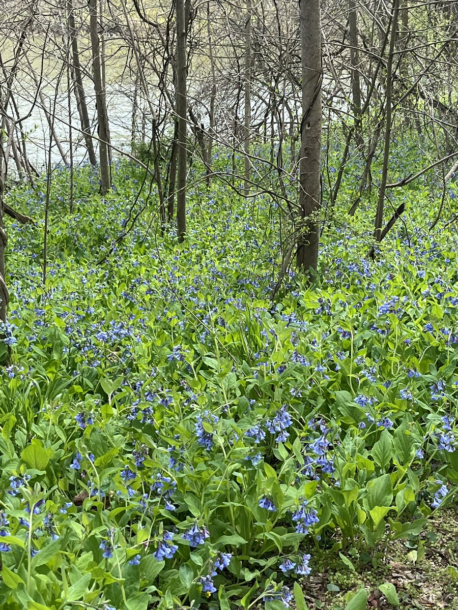 The bluebells are out along the @COcanalNPS towpath.
