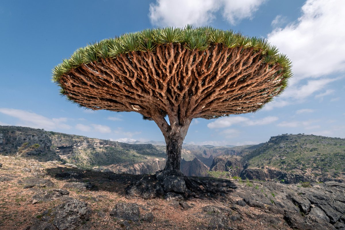 Meet the Socotra Dragon Tree (aka one of the coolest trees ever) 🤩 200 miles off the coast of Yemen is where 'dragon's blood trees' have bloomed for millennia with their unusual, umbrella-like appearance. But let's be honest ... who else thinks they look like big broccoli?