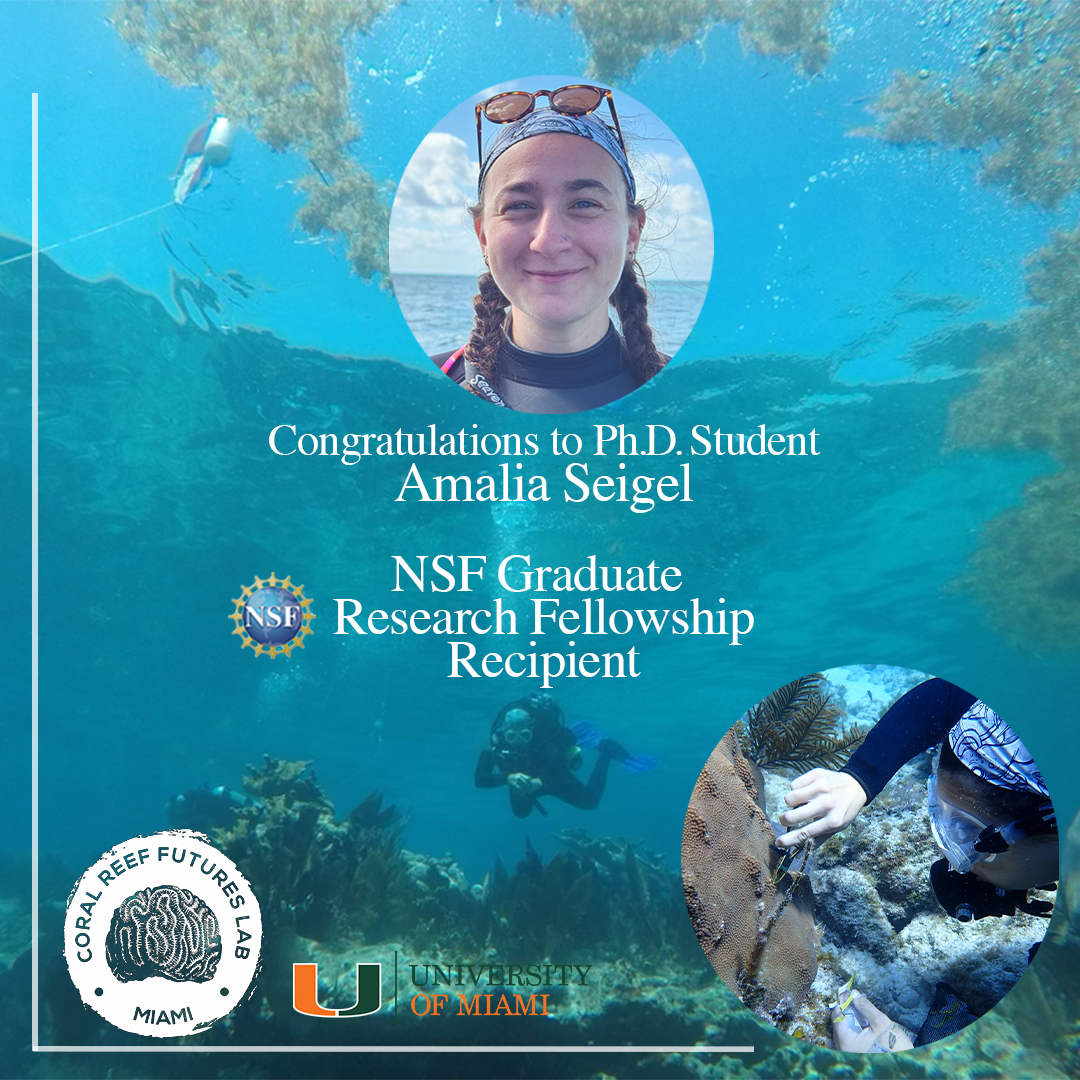 Our own Ph.D Student, @maliseigel has been selected for the 2024 National Science Foundation’s Graduate Research Fellowship Program. She will use the funds to look at the single cell transcriptomics response to heat stress and disease in coral. 👏🪸 Congratulations, Mali!