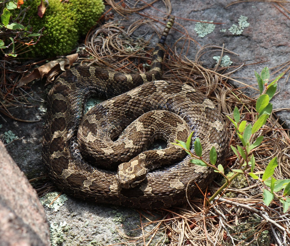 ''Ssssup?' 🐍 #DYK @KillbearPP is home to Ontario’s only species of venomous snake: the Massasauga Rattlesnake? That's me! And as a #SpeciesAtRisk, I could use your help: bit.ly/3UgzR2x #NationalWildlifeWeek