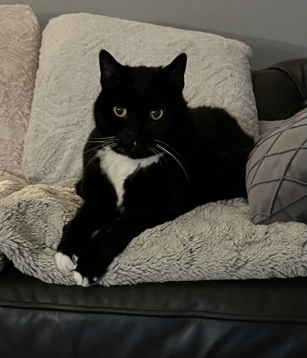 Stan crossed the rainbow bridge to join Morgan a character second to none but missed by us leaving a big hole in our family RIP Stan