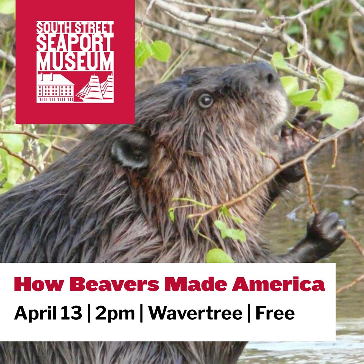 This Saturday I will be giving a talk about beavers and the New York Harbor at the South Street Seaport. My talk will be on board the Wavertree. I can’t wait. 2 PM. Free and open to the public. Come join us at this incredible museum overlooking the harbor.