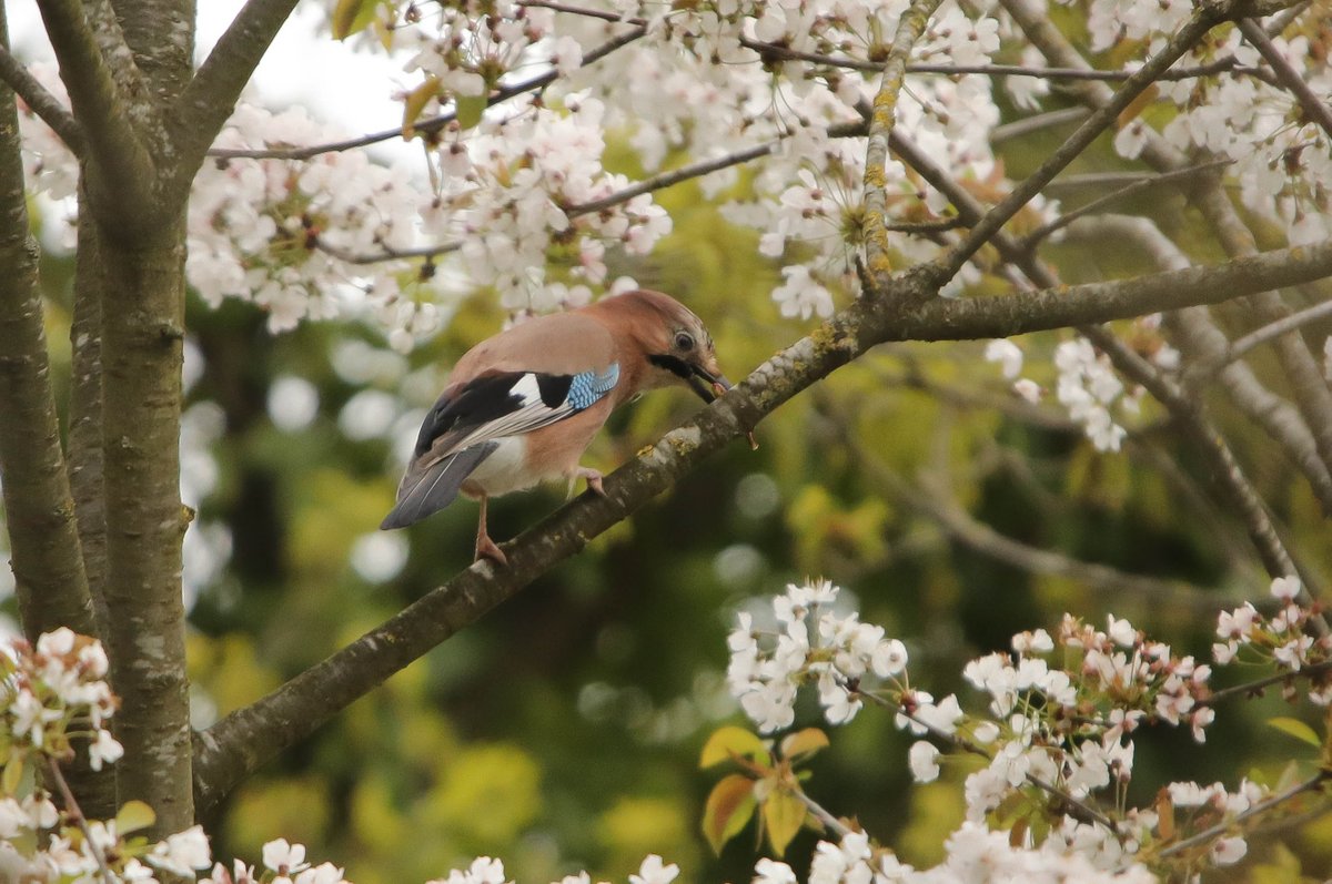 A jay in a blossom tree today. @EssexWildlife @Natures_Voice @RSPBEngland @SallyWeather @Steveredwolf