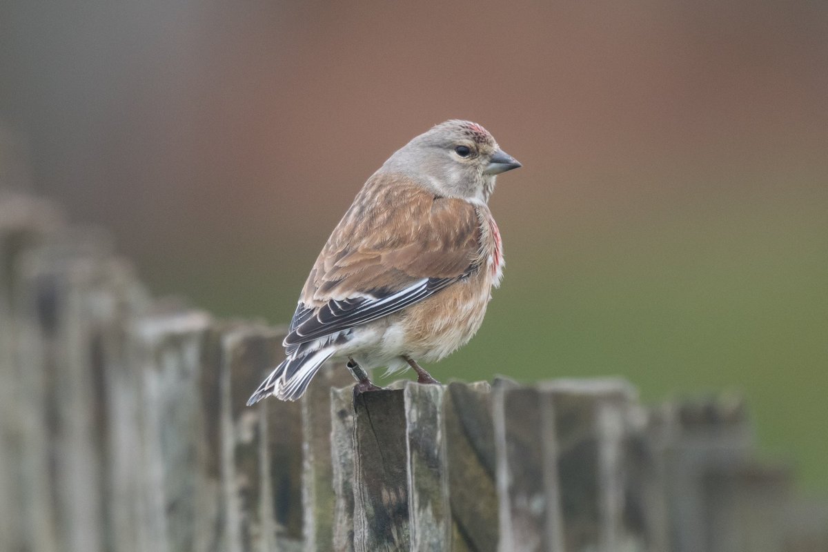 N Wheatear & a lovely male Linnet @hilbrebirdobs today. The Linnets are pairing up and will soon start nesting