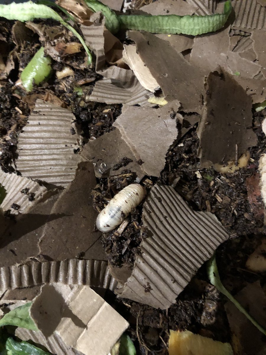 gaialesta's tweet image. Hello les pros du vermicompost👋🏼

Je viens de m’apercevoir que j’ai une larve de cétoine (?) dans mon vermicompost. Est-ce gênant pour les vers ? Je peux la laisser ou pas ?

#vermicompost #vermiculture #eisenia #lombricompost #larvedecetoine