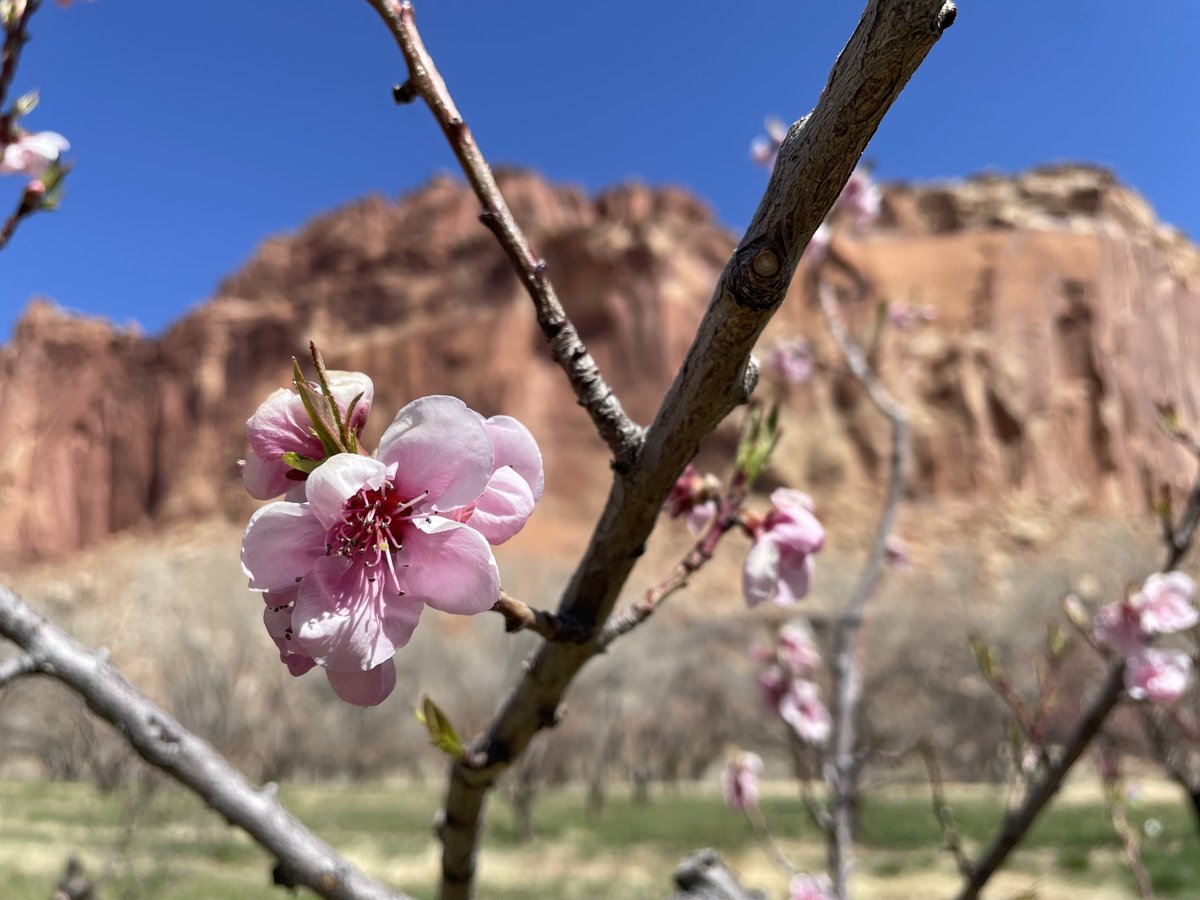 The peach bloom has begun in the Krueger, Abie Clarke, Johnson & Carrell. Apples should start to bloom in 1 week, followed by pears & cherries. On Sunday, 4/14, stop by the Johnson Orchard between 11 & 3 to chat with a volunteer, learn about the orchards, and see the blossoms!
