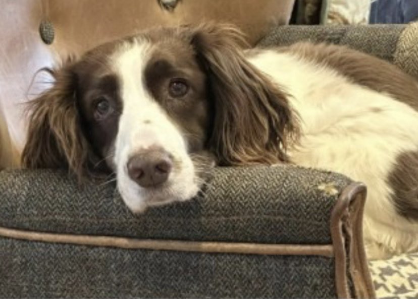 #SpanielHour BELLA SO SCARED - PLS DO NOT CHASE IF SPOTTED Female/ELDERLY #ESS 9/3/24 lost near #Trusham #Chudleigh #NewtonAbbot #DEVON #TQ13 Chipped / finders fee SUFFERS FROM EPILEPSY 🆘 doglost.co.uk/dog-blog.php?d… @ChudleighAth @ChudleighCC @ChudleighSchool @JacquiSaid