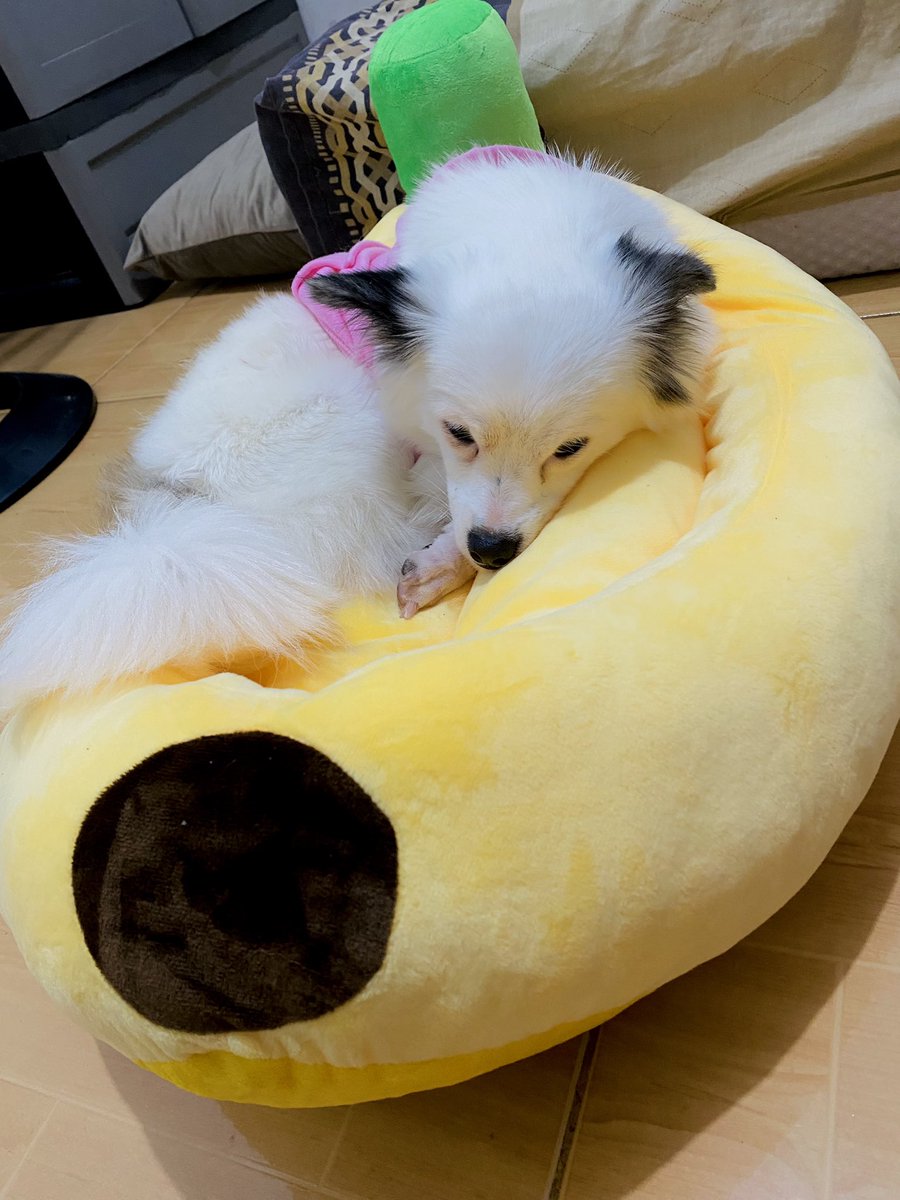 Newly purchased dog bed for my doggo. 🍌