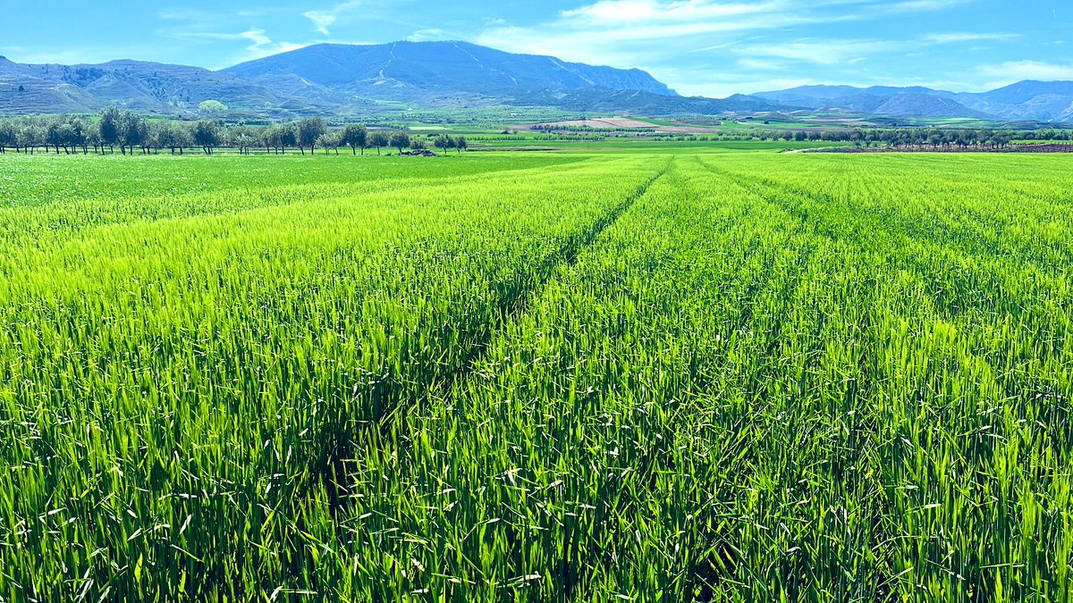 JoseJositan's tweet photo. Un buen día de visita por tierras del #jubera y unos #guara en su línea, siempre produciendo. Los herbáceos a tope, y las cebadas rompiendo a espiga. NECESITAMOS QUE LLUEVA!! https://t.co/3cQbAkstbR