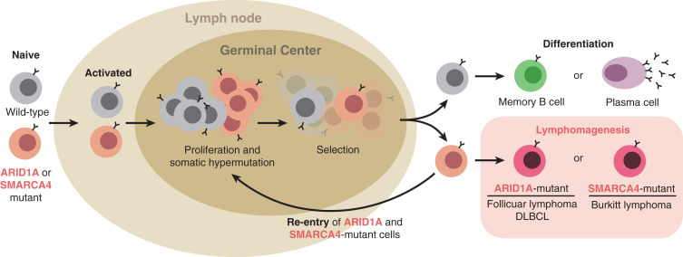 SWI/SNF regulation of germinal center fate and lymphomagenesis dlvr.it/T5L1hr