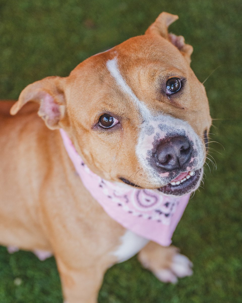 Meet Juno (#A2550422), the heart-stealer! 🐾 This 3-year-old Staffy mix with a knack for bunny hops and making friends is all set to hop, skip, and jump her way into your life and heart. 💖 Visit @adoptmiamipets to meet Juno! #MDPDpetsToLove