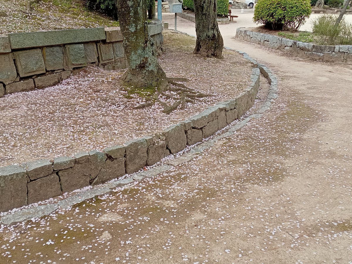 おはようございます🌥️ 昨日、今日と花冷えです。温かくしてお越しください。 城内の桜は若干葉っぱが増えてきましたが、まだまだ見頃です🌸花びらが地面を覆いつつあるのも一興です。