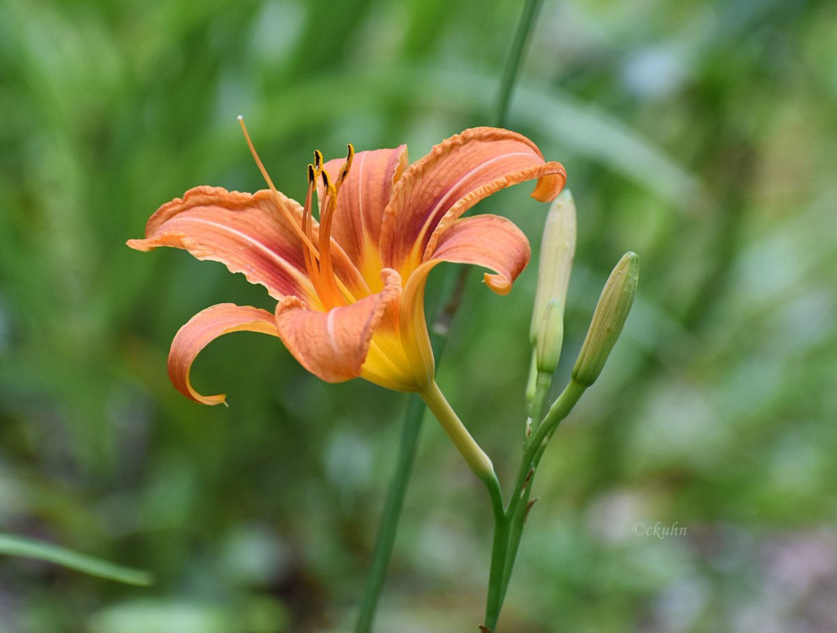 #AlphabetChallenge #WeekO
O is for Orange daylily. 🧡 
#FlowerPhotography #NaturePhotography #Flowers
